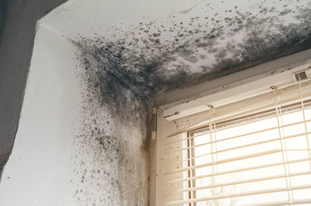 Affordable Mold Cleanup solutions in Bloomfield, NY